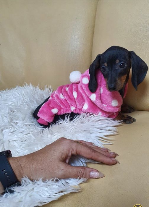 Jamnik sunia miniaturowa