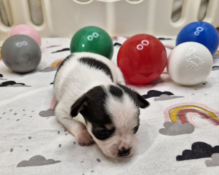 Chihuahua piękna suczka