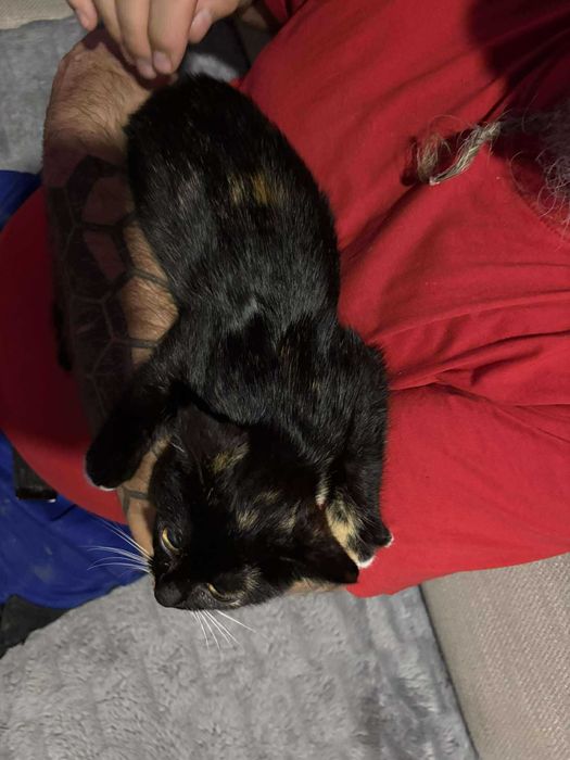 Bella szylkretka do adopcji