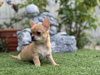 Chihuahua mini dziewczynka