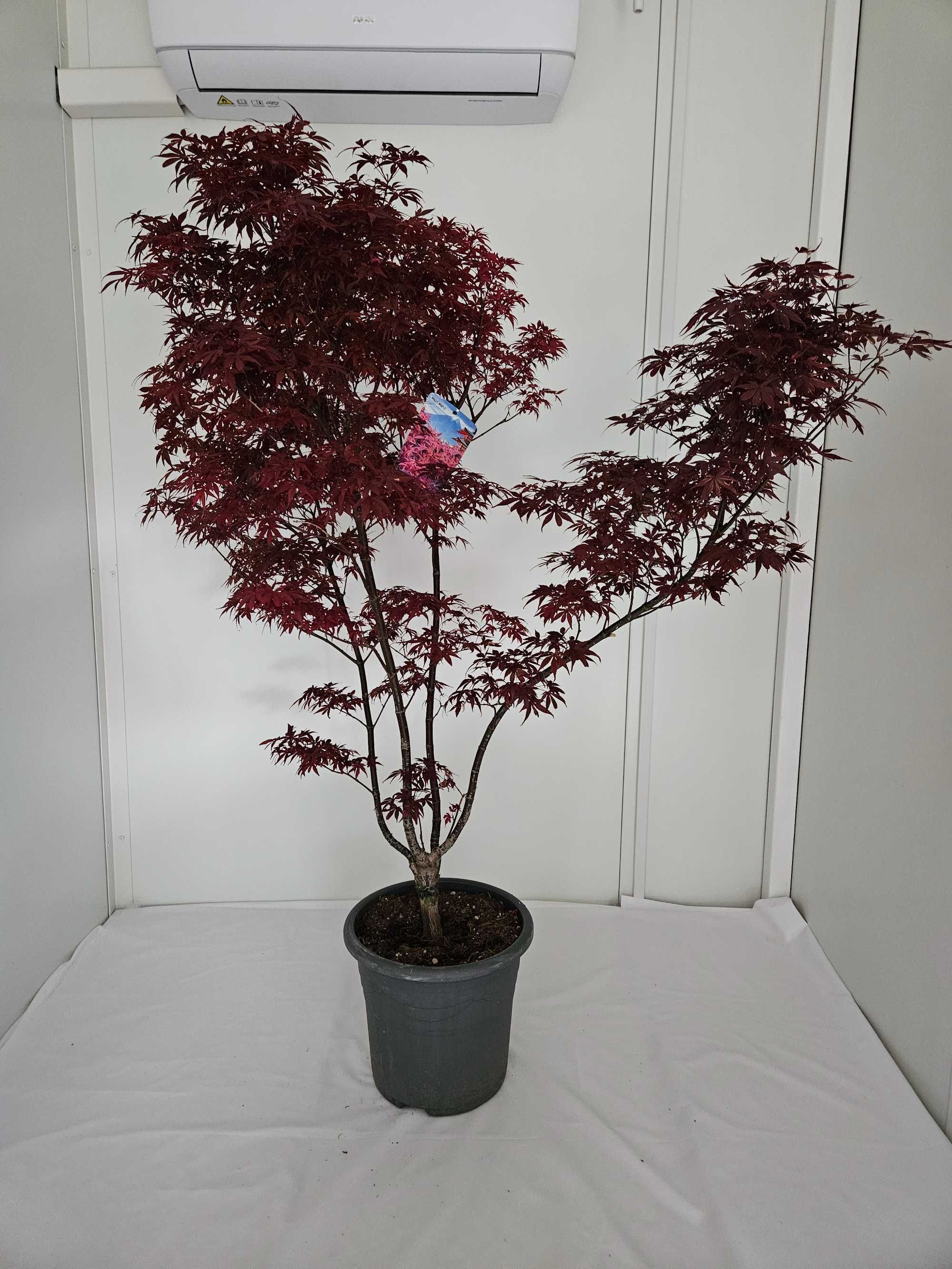 Bonsai – Klon japoński palmowy 'Skeeter's Broom' (Acer palmatum)