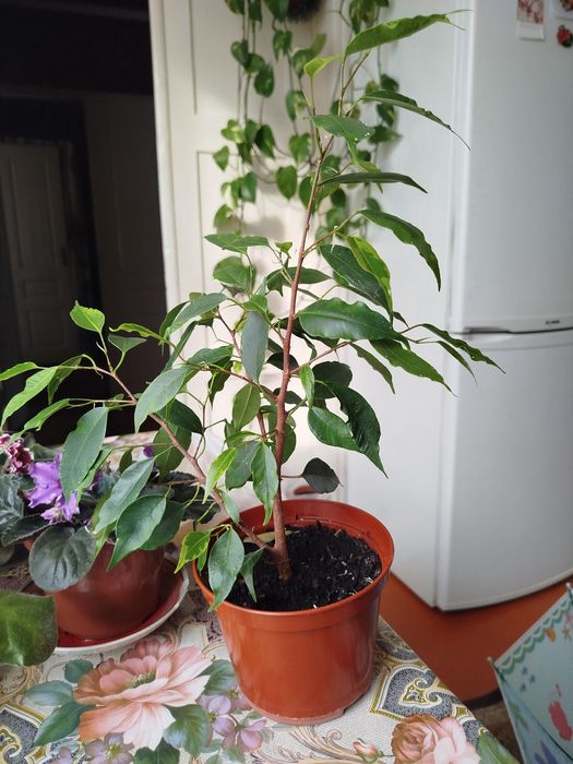 Фікус бенджаміна