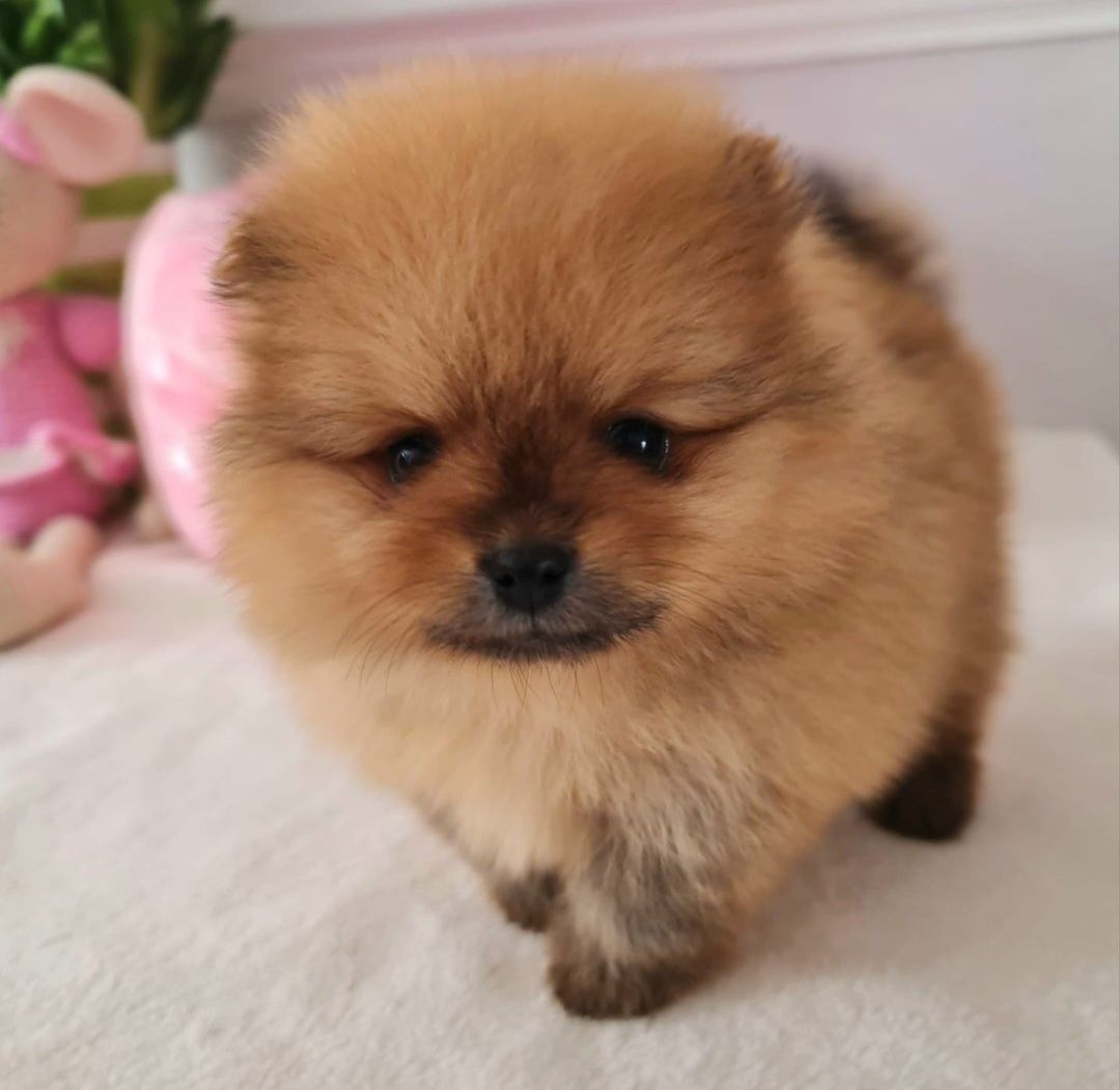 Szpic Miniaturowy Rudy Pomeranian
