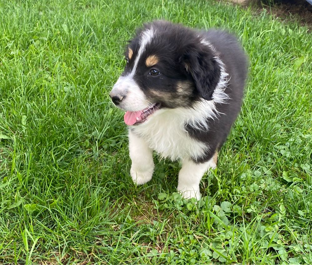 Owczarek australijski black tri