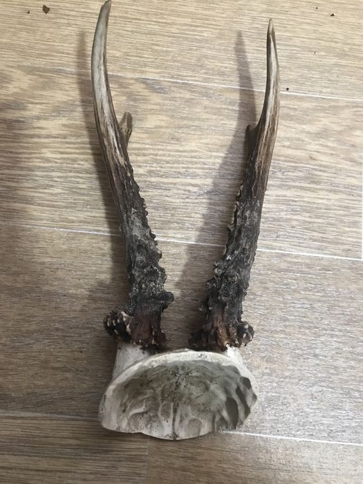 Роги, косуля. Роги косулі