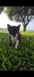 Gatinho para adoção responsável