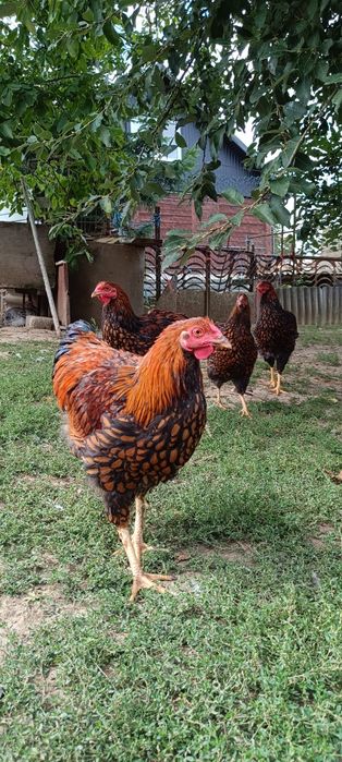 Koguty Wyandotta złotołuskowana