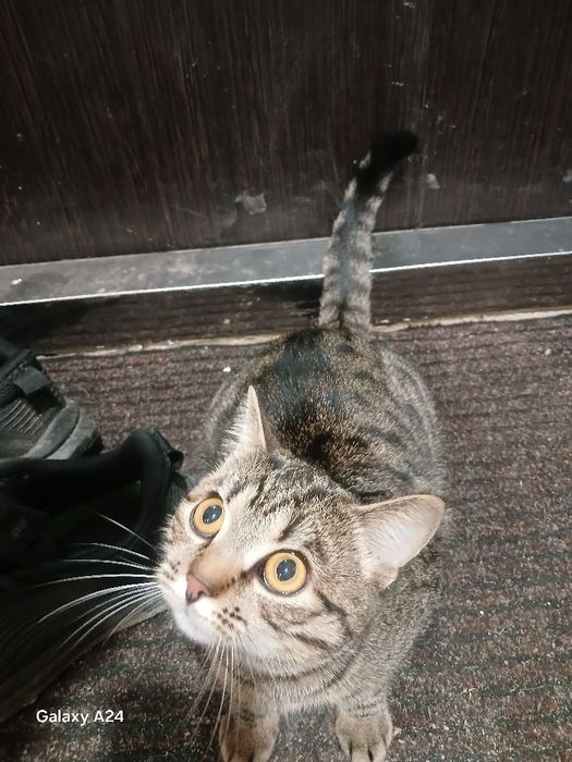 Кошенята бомбейської кішки