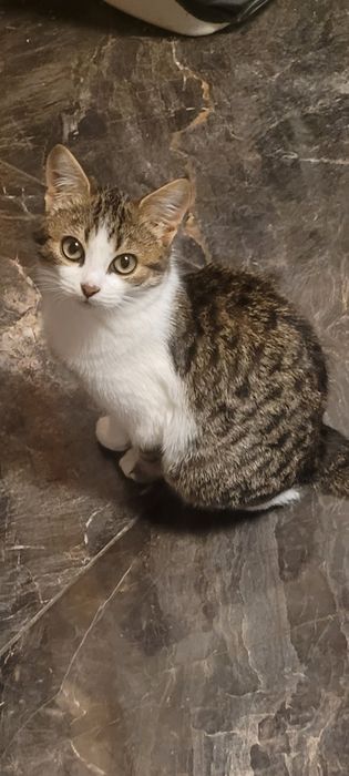 Віддам Безкоштовно кошеня Хлопчик