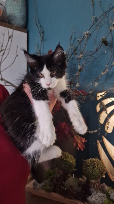 Maine coon kocur XL kocurek kocieta