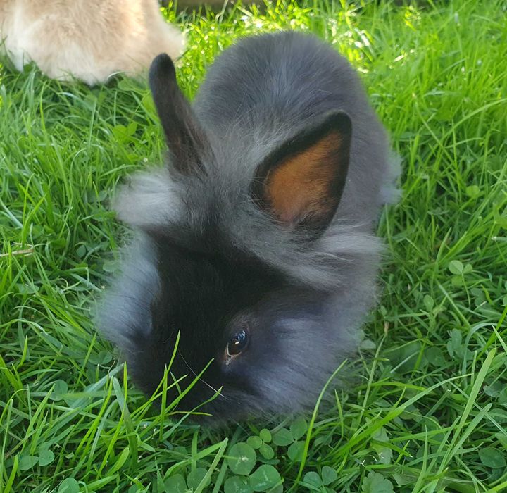 Kroliki miniaturki