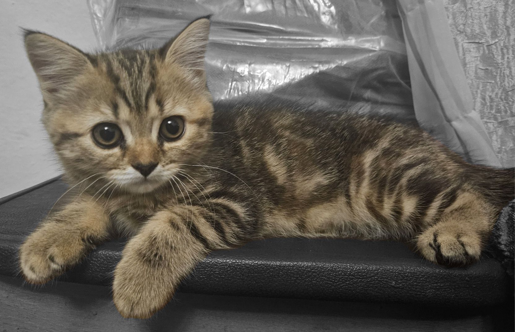 Кошенята шотландської породи
