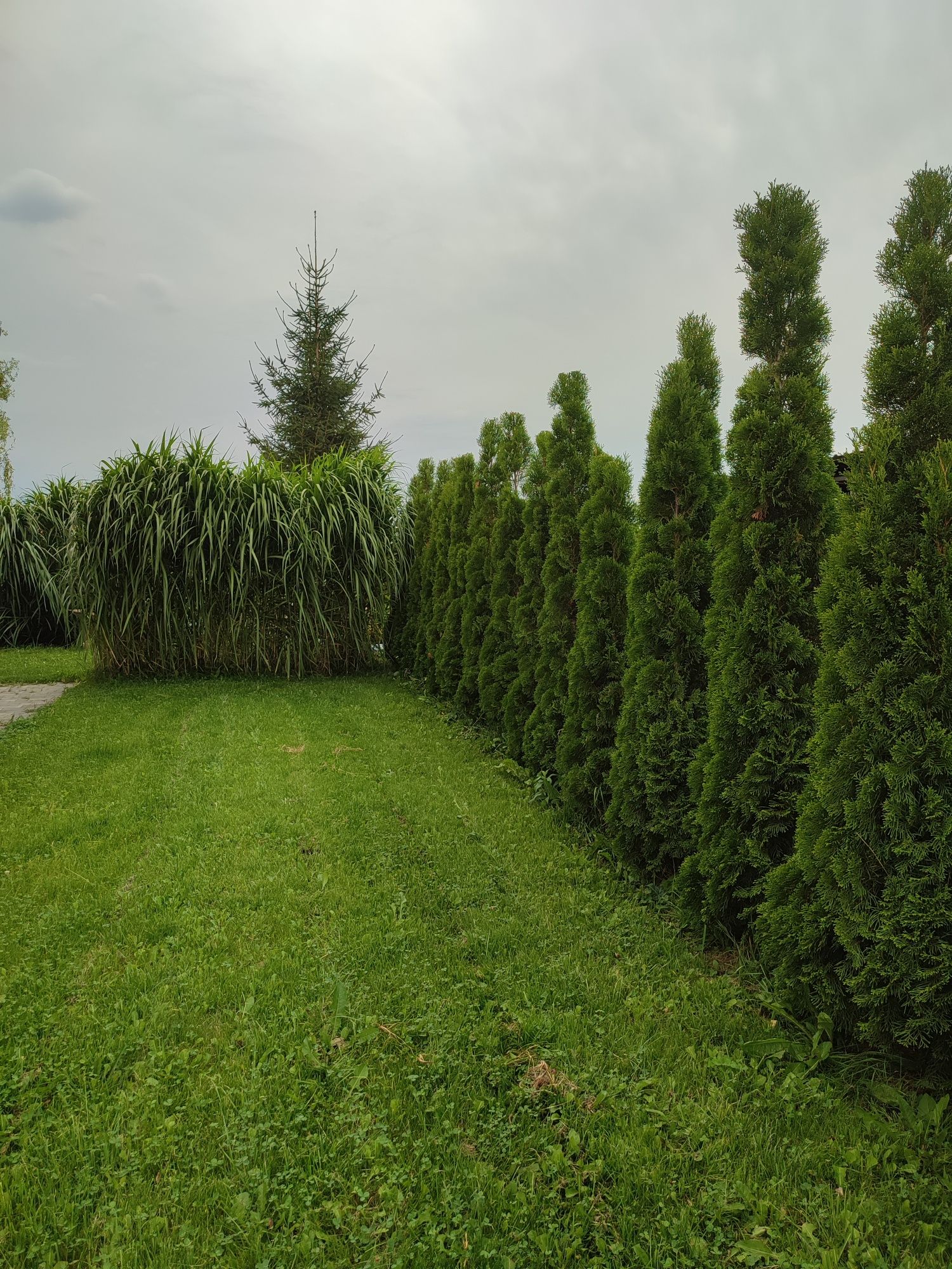 Trawa Miscant gigantea miskant gigant olbrzymia słoniowa sadzonki