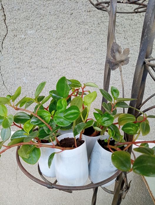 Пеперомія клузієлистна