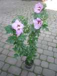 sadzonki hibiskusa hibiskus 110 cm,  tuja szmaragd tuje szmaragdowe