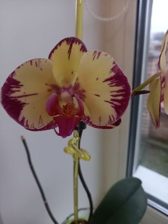 Орхидея Мики Кроун