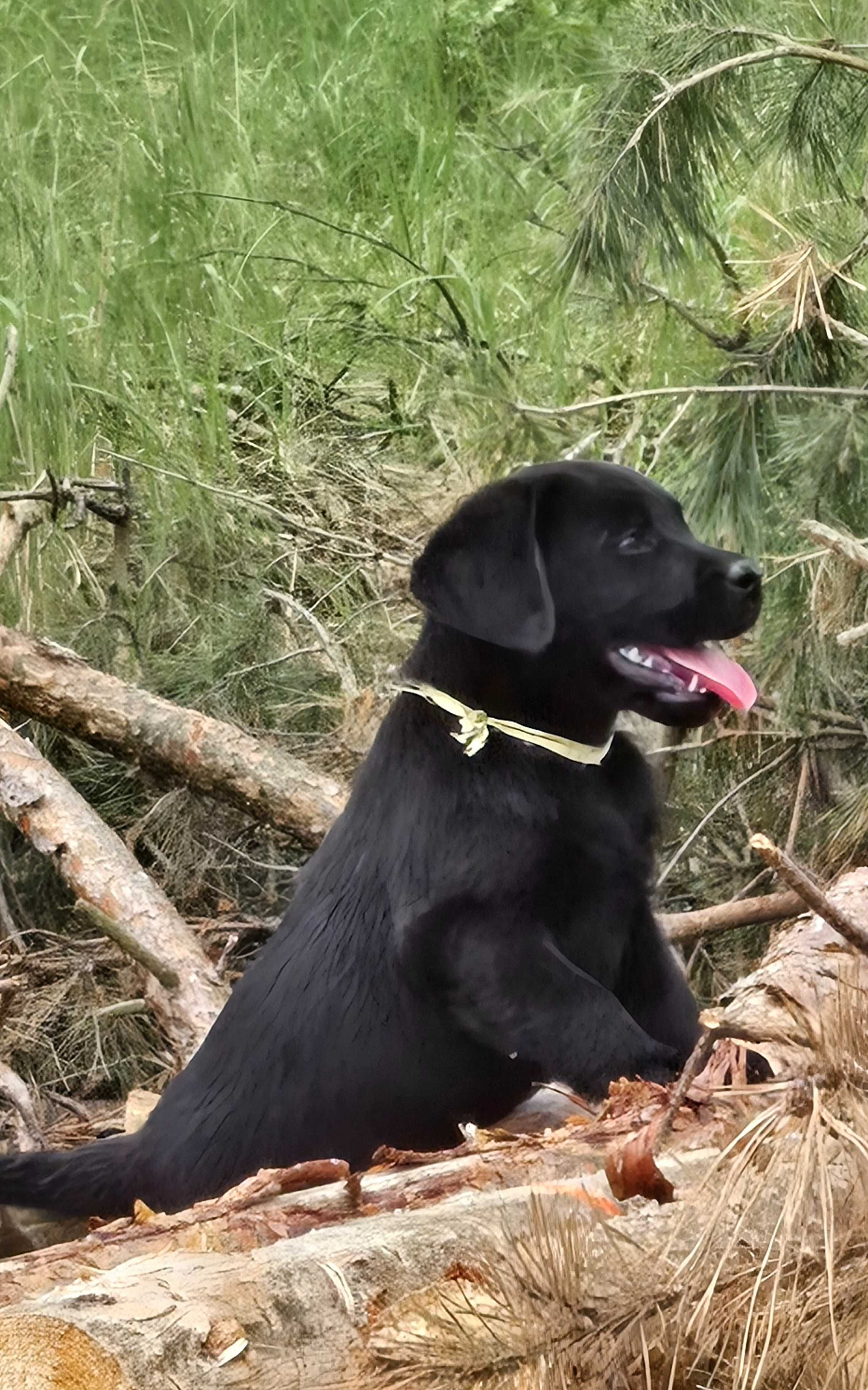 Labrador Retriever FCI Linia użytkowa
