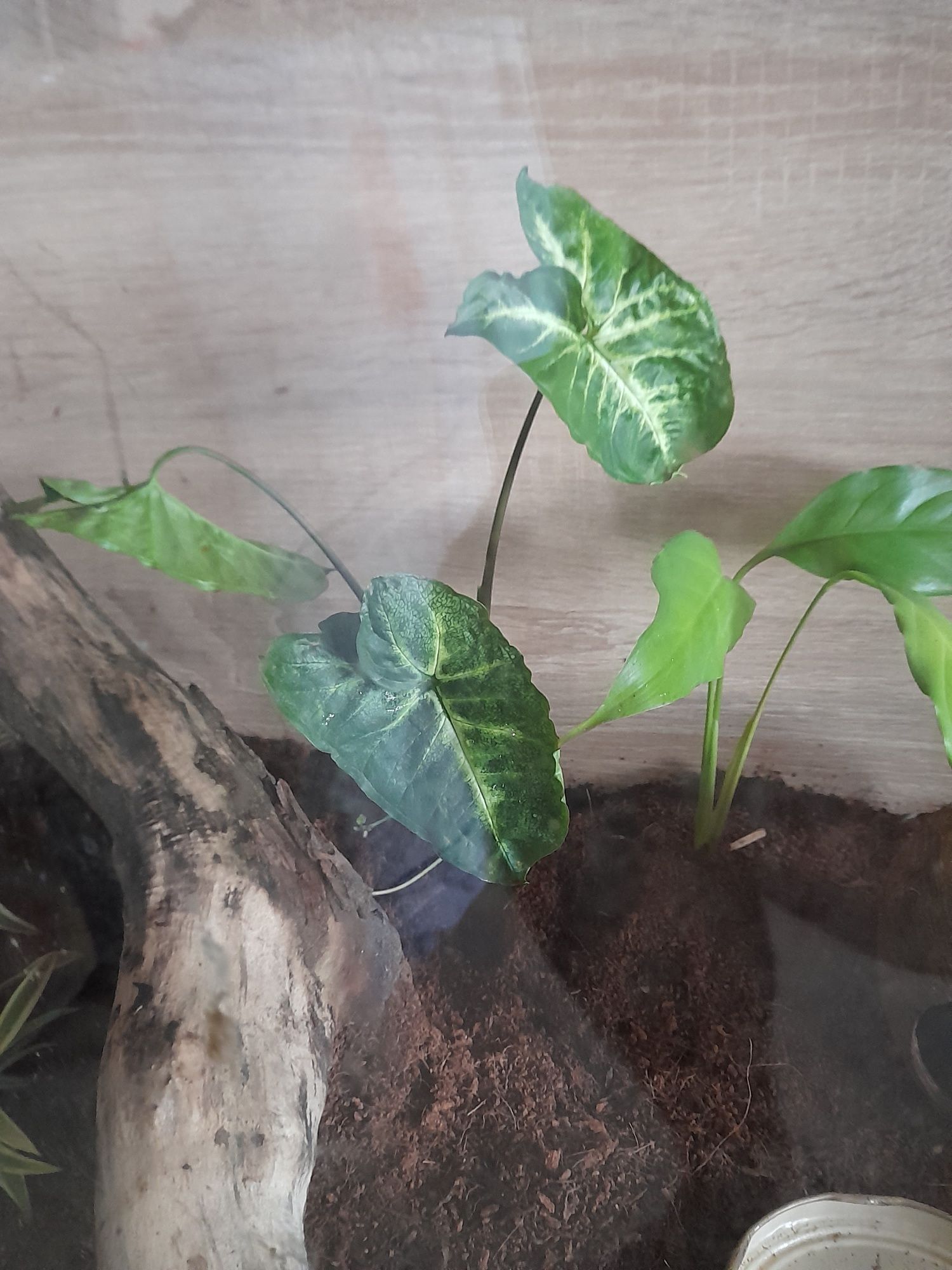Roślina do terrarium
