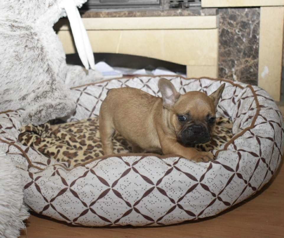 Buldog francuski piękny chłopak