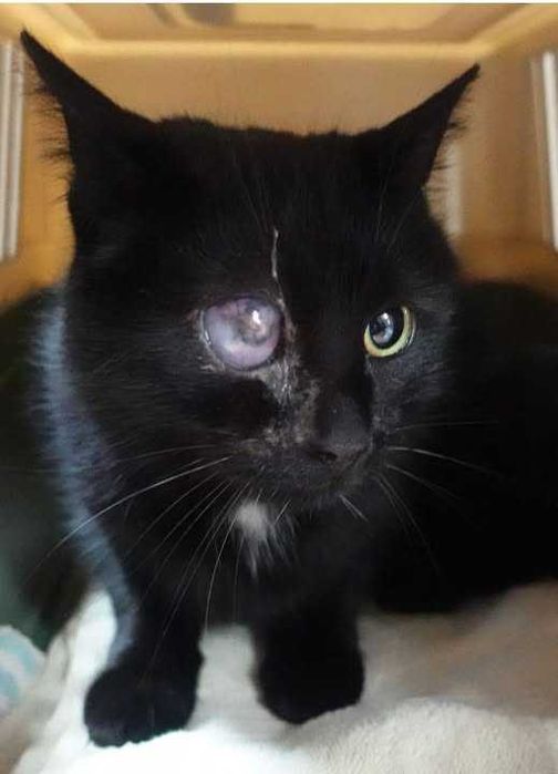 Znaleziono kota - Gdańsk