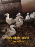 Kaczki kury drób