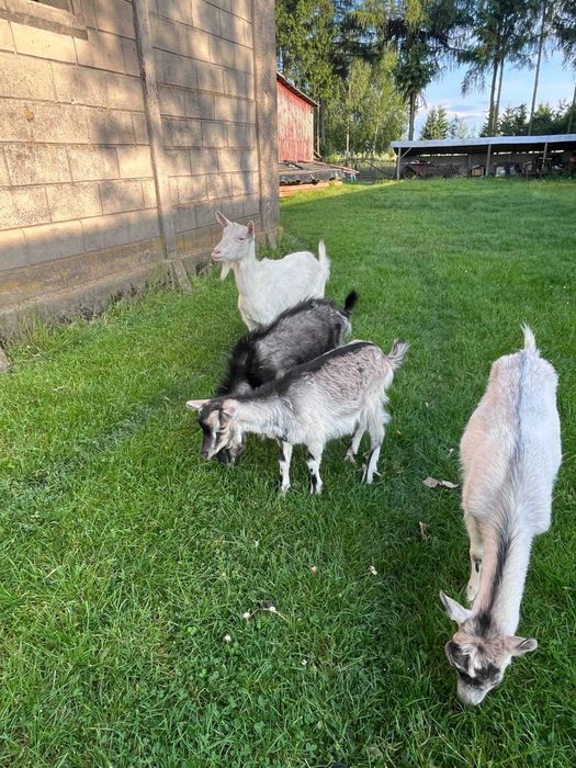 Sprzedam lub zamienię