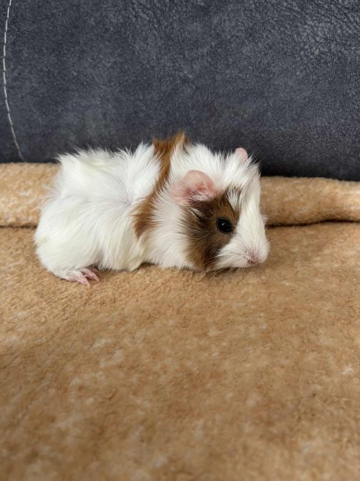 Sprzedam swinki morskie rozetki