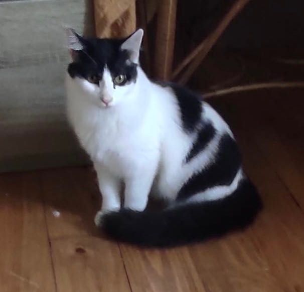 Gatinhos de 4 meses procuram novo lar