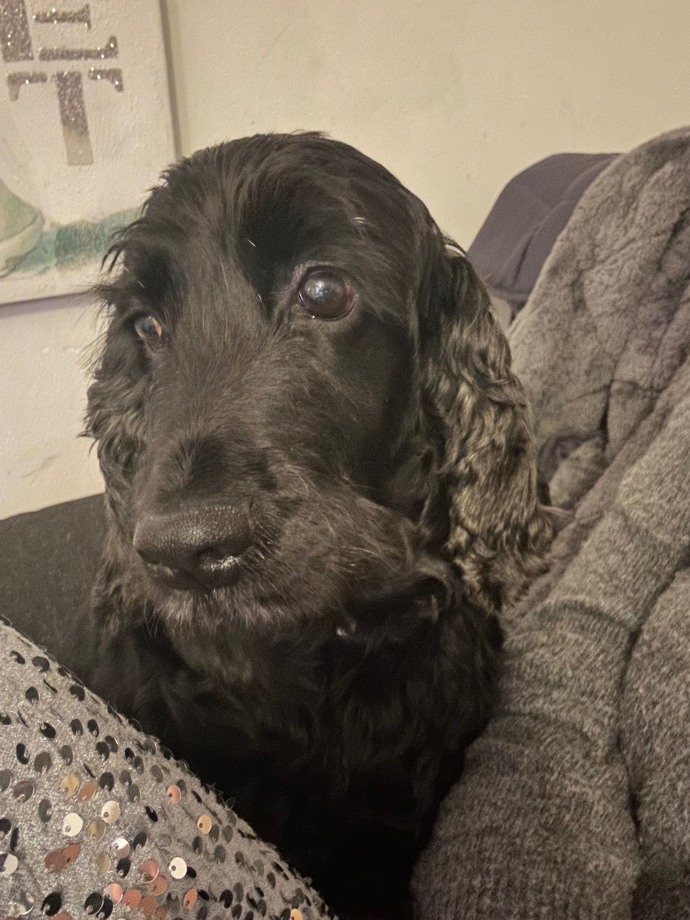 Oddam psa do adopcji cocker spaniel