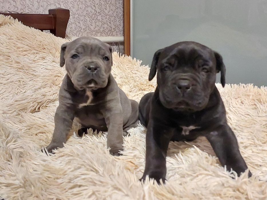 Кане Корсо щенки от породных родителей