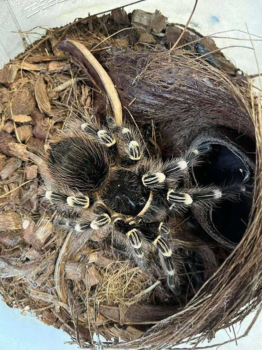 Pająk ptasznik Acanthoscurria Geniculata, samica 7,5 cm dc