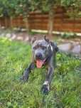 Amstaff Bolek szuka domu!