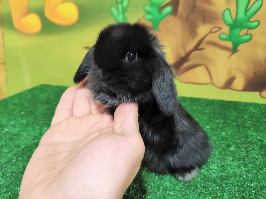 AKTUALNE Mini Lop czarny miniaturka karzełek baranki teddy samiczka