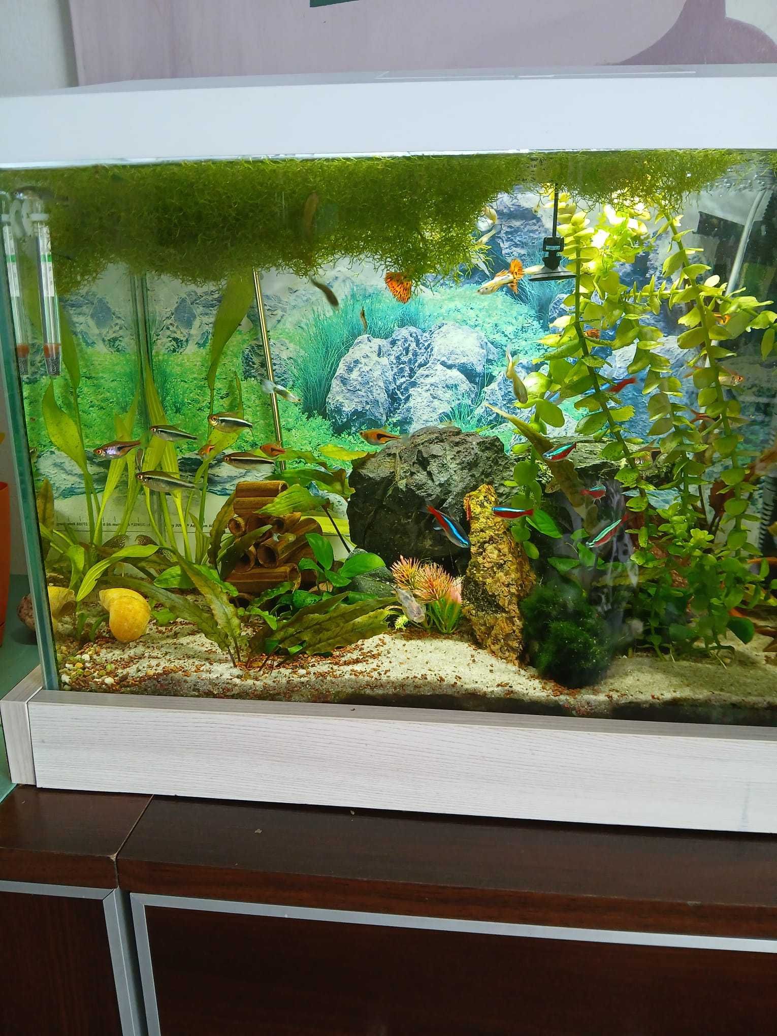 Akwarium z życiem i osprzętem 80l,