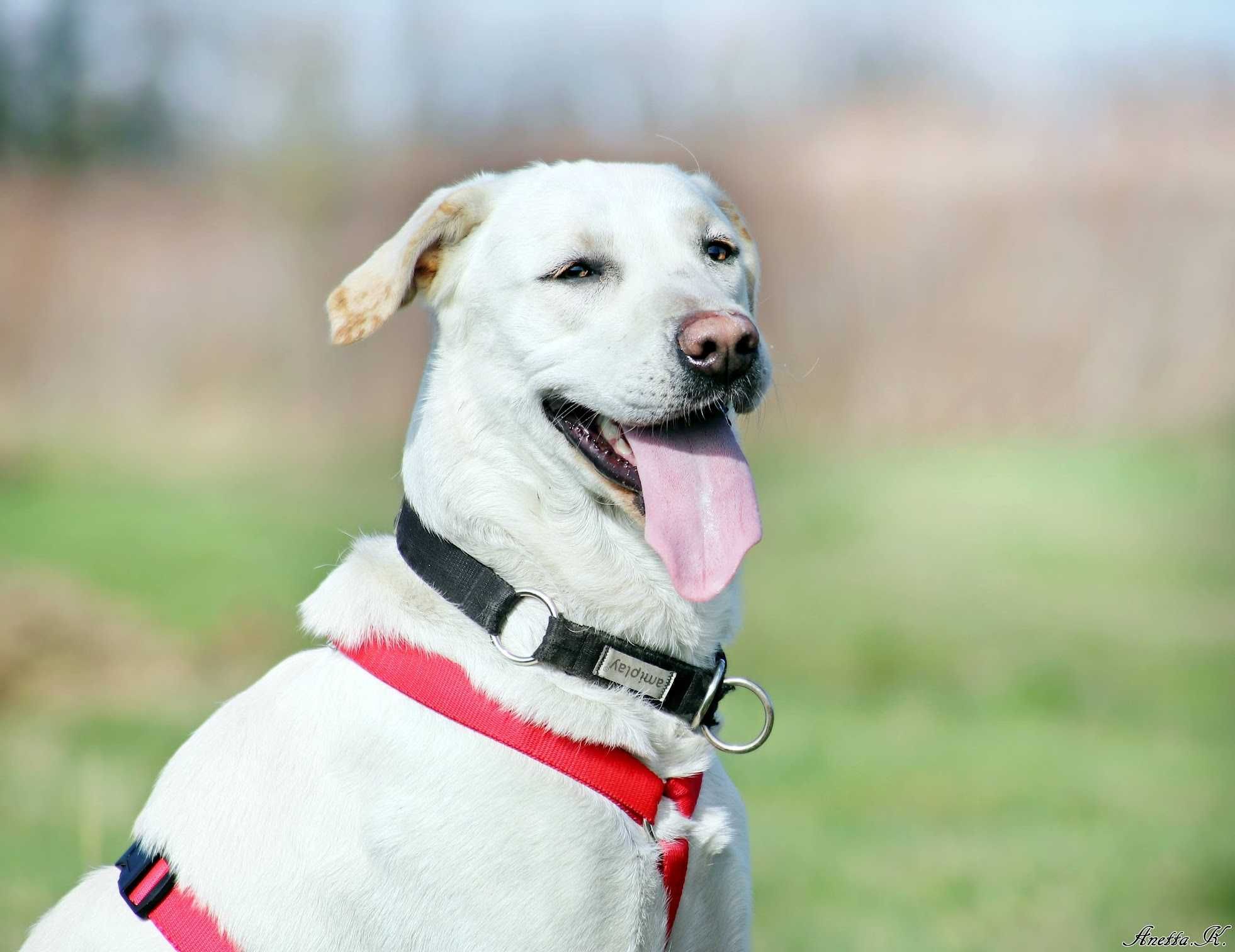 Labrador MISIA czeka na wymarzony dom!