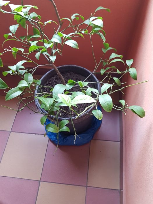 Drzewko cytrynowe Cytrus cytryna