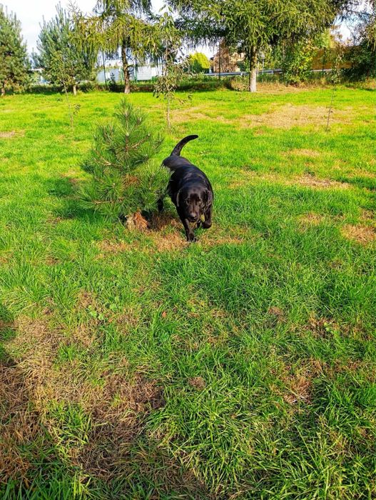Oddam w dobre ręce  labradora