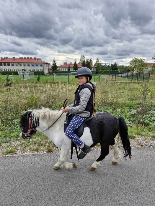 Kuc szetlandzki tanio