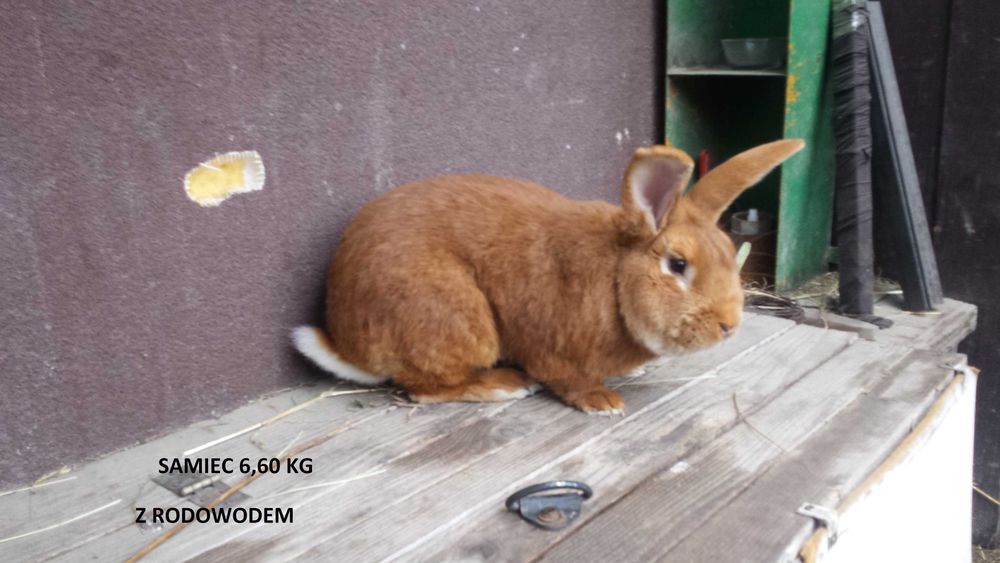 Samce Burgundy , burgundzkie 6kg  +/-