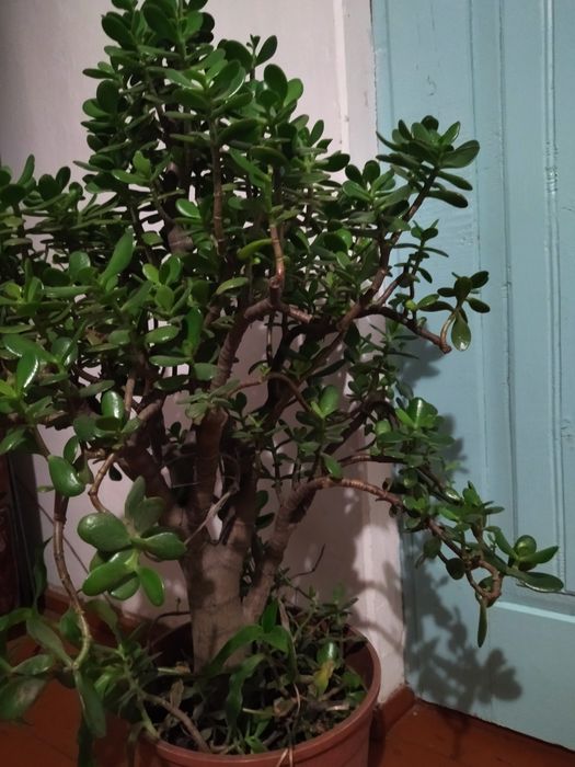 Продам вазон, Грошове дерево.