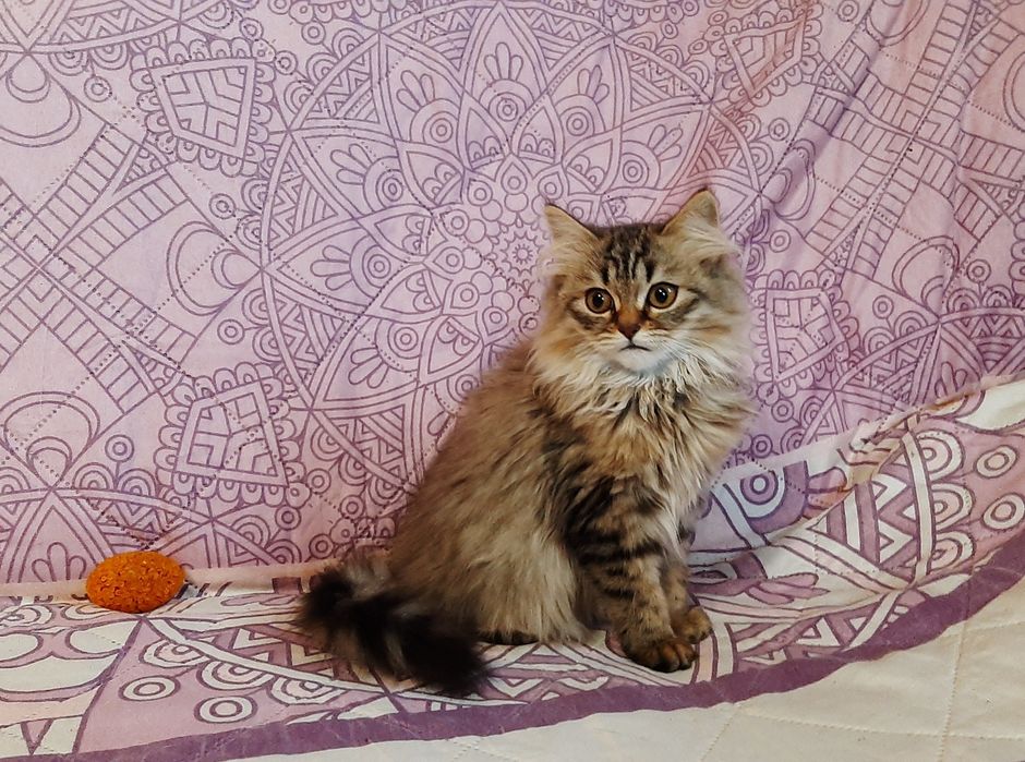 Британские длинношерстные котята