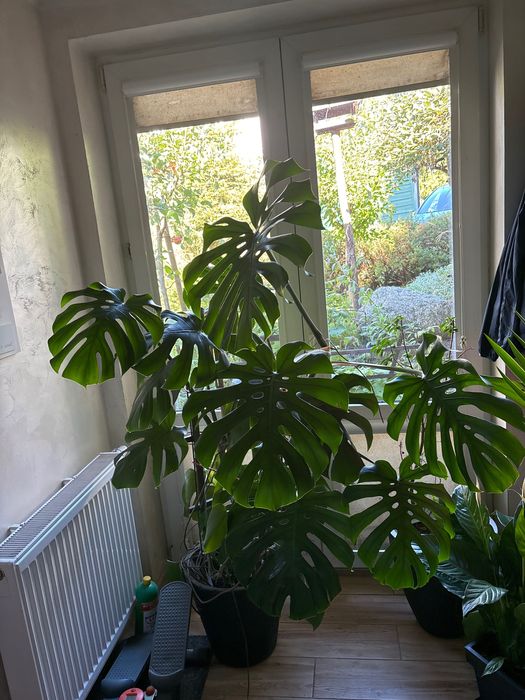 Wielki Monster 170 cm