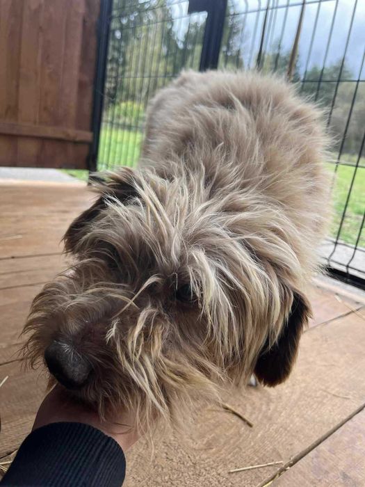 Kokos szuka dobrego domu