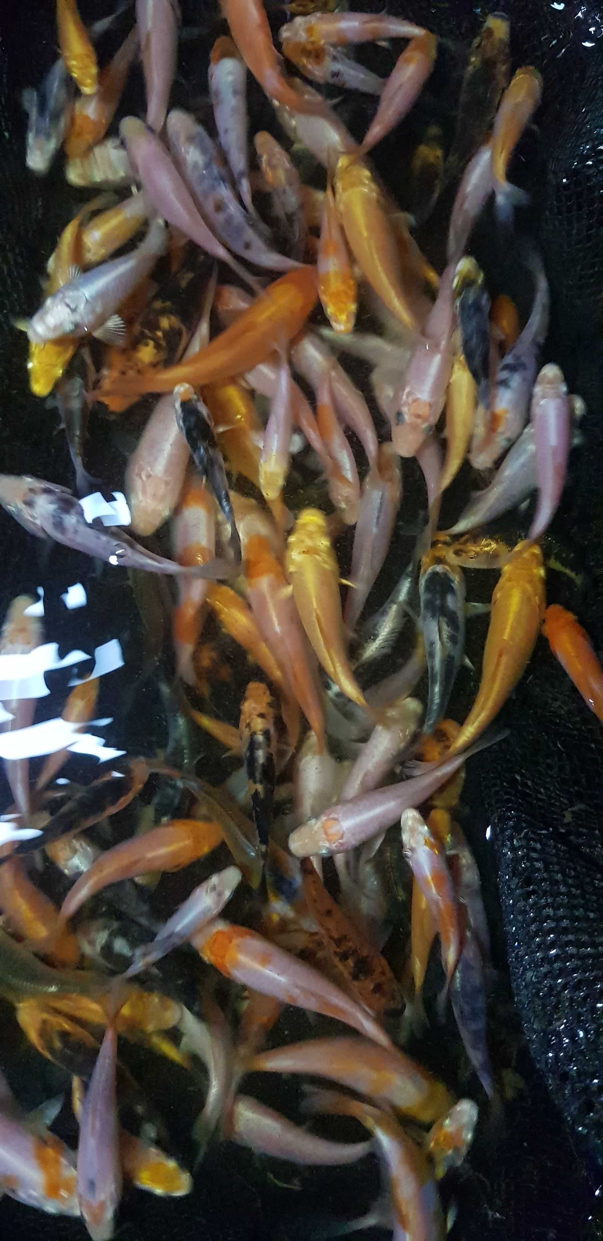 Karp Koi Narybek Karpi Koi Lipcówka