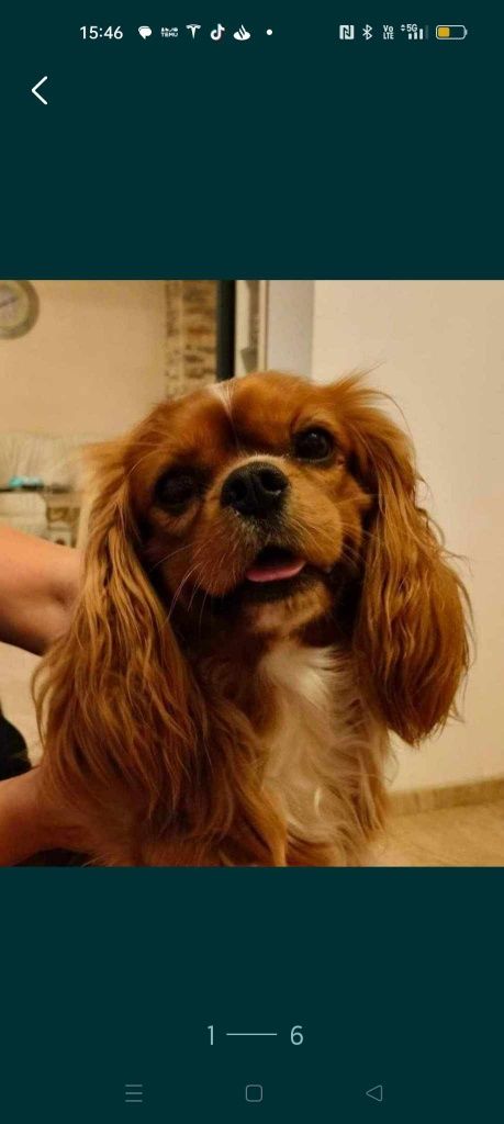 Cavalier reproduktor krycie.