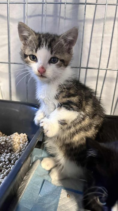 jego mama zginęła :( 7 tygodniowy Gizmo do adopcji