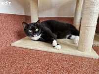 Plecak do adopcji