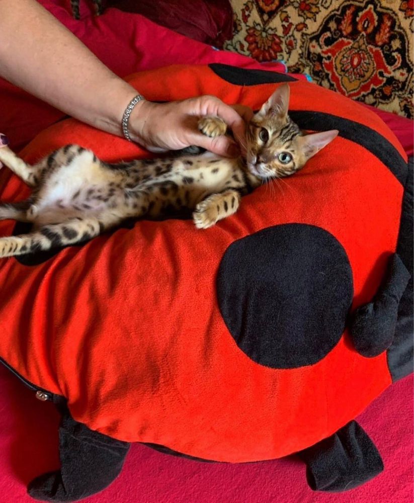 Продам бенгальских котят