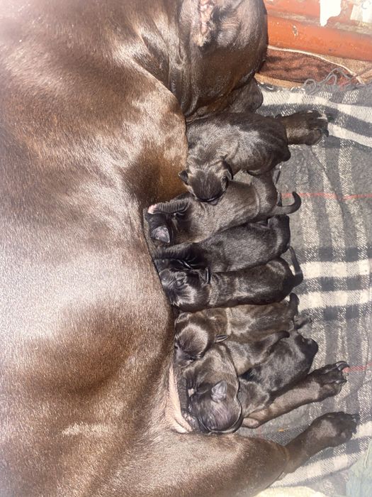 Американський Пітбультерьєр