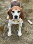 MALVA - beagle adulta para adoção responsavel